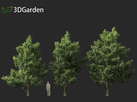 Alnus cordata - Italian alder 3Dモデル