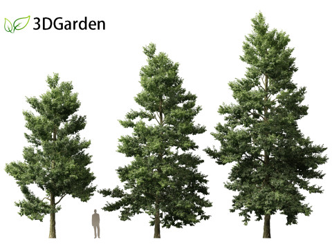 Alnus cordata - Italian alder 3Dモデル