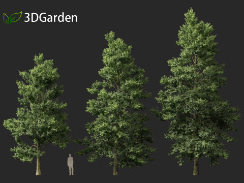 Alnus cordata - Italian alder 3Dモデル