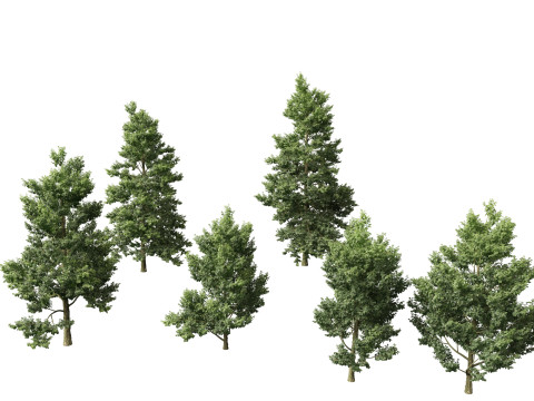 Alnus cordata - Italian alder 3Dモデル