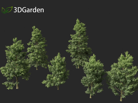 Alnus cordata - Italian alder 3Dモデル