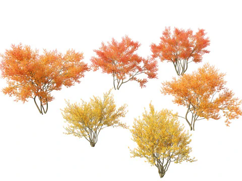 Amelanchier lamarckii - giugno 01 Modello 3D