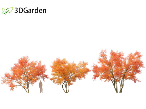 Amelanchier lamarckii - juneberry 01 3D Модель