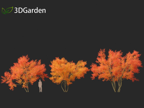 Amelanchier lamarckii - juneberry 01 3D Модель