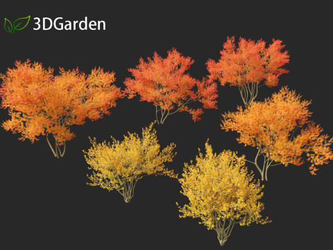 Amelanchier lamarckii - juneberry 01 3D Модель