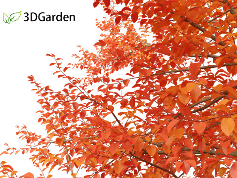 Amelanchier lamarckii - juneberry 01 3D Модель