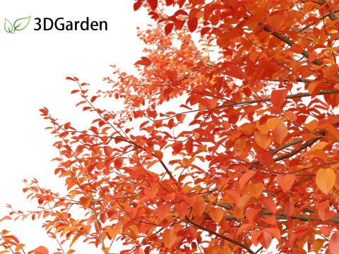 Amelanchier lamarckii - juneberry 01 3D Model