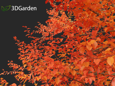 Amelanchier lamarckii - juneberry 01 3D Модель