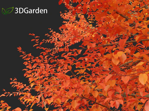 Amelanchier lamarckii - juneberry 01 3D Model