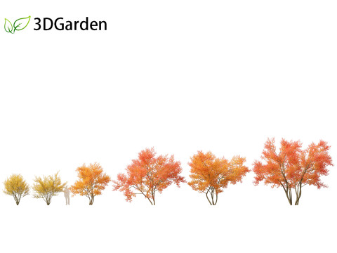 Amelanchier lamarckii - juneberry 01 3D Модель