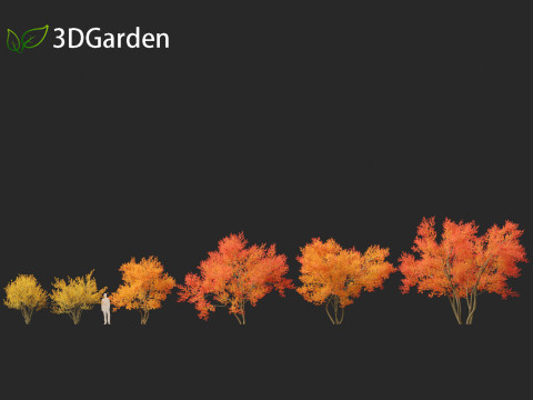 Amelanchier lamarckii - juneberry 01 3D Модель