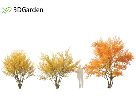 Amelanchier lamarckii - juneberry 01 3D Модель