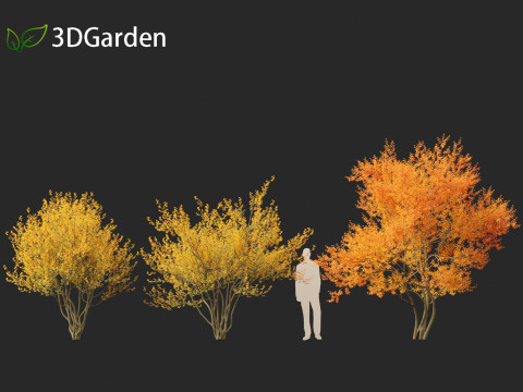 Amelanchier lamarckii - juneberry 01 3D Модель
