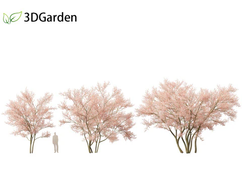 Amelanchier lamarckii - juneberry 02 3D Model
