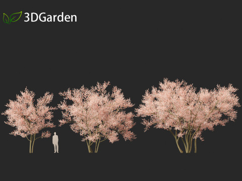 Amelanchier lamarckii - juneberry 02 3D Model