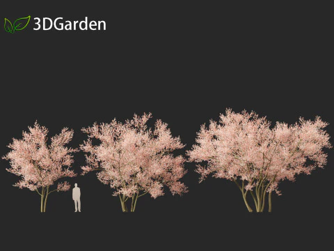 Amelanchier lamarckii - juneberry 02 3D Model