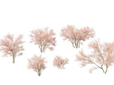 Amelanchier lamarckii - juneberry 02 3D Model