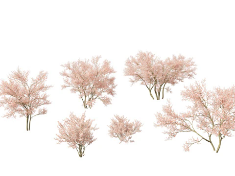Amelanchier lamarckii - haziran meyvesi 02 3D Model