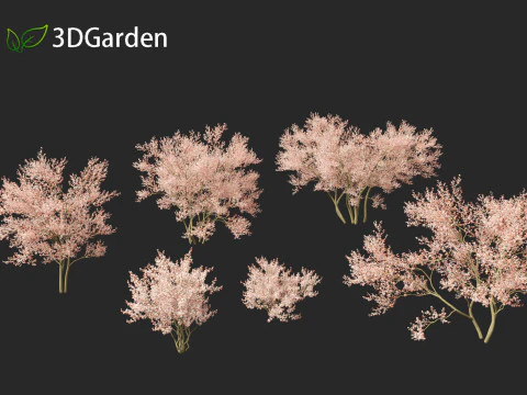 Amelanchier lamarckii - juneberry 02 3D Model