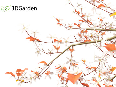 Amelanchier lamarckii - juneberry 02 3D Model