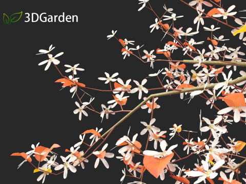 Amelanchier lamarckii - juneberry 02 3D Model