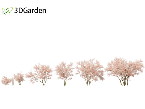 Amelanchier lamarckii - juneberry 02 3D Model