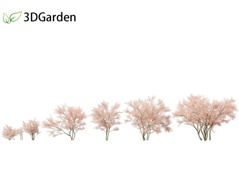 Amelanchier lamarckii - juneberry 02 3D Model