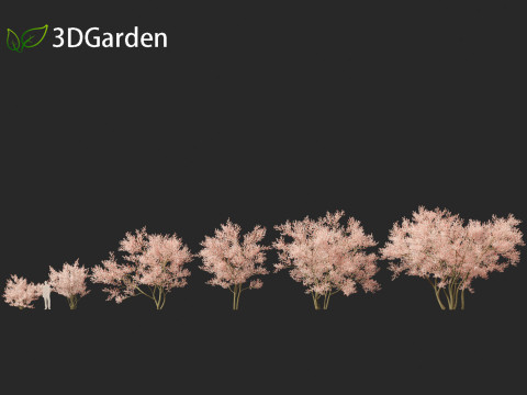 Amelanchier lamarckii - juneberry 02 3D Model