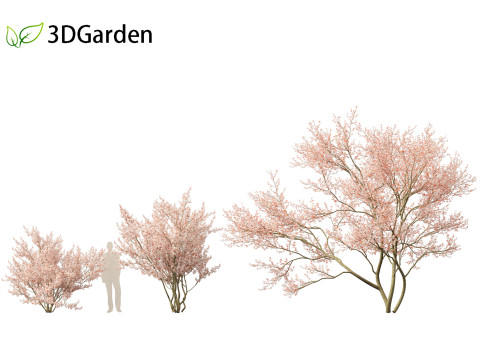 Amelanchier lamarckii - juneberry 02 3D Model
