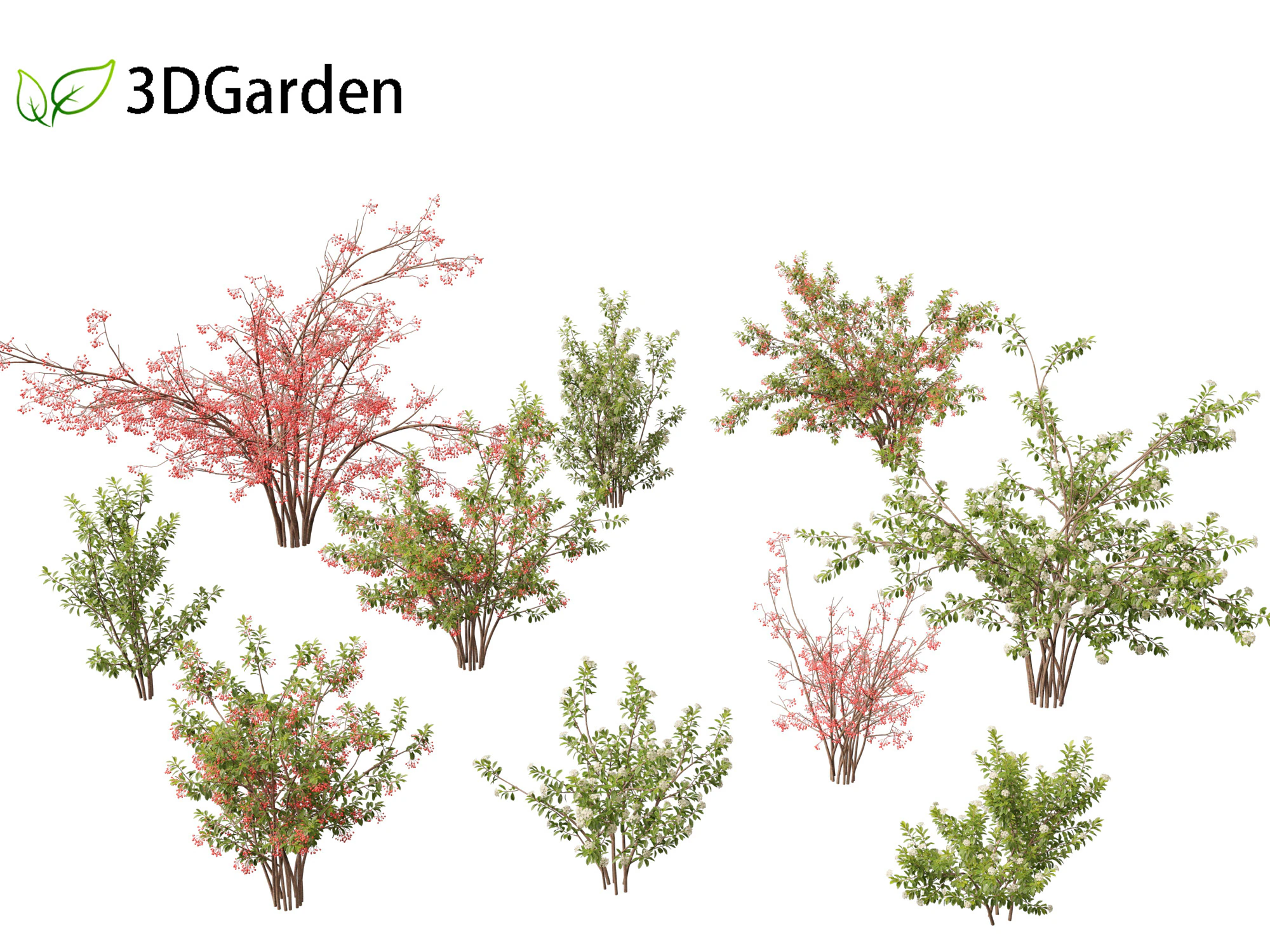 Aronia arbutifolia - Red Chokeberry 3D Model .c4d .max .obj .3ds .fbx .stl .blend 