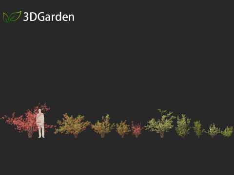 Aronia arbutifolia - Red Chokeberry 3D Модель