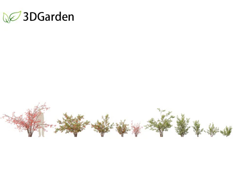 Aronia arbutifolia - Red Chokeberry 3D Model