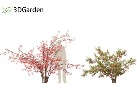 Aronia arbutifolia - Red Chokeberry 3D Model