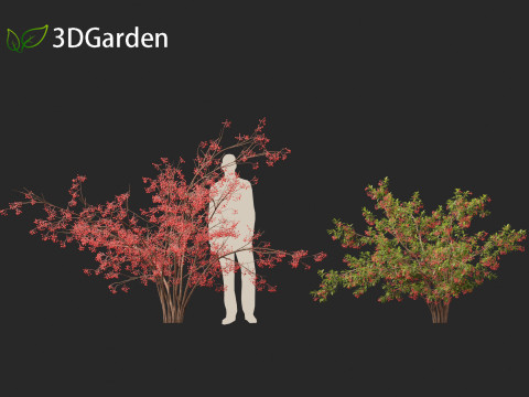 Aronia arbutifolia - Red Chokeberry 3D Модель