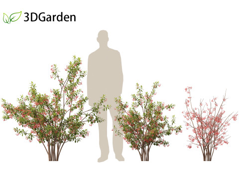 Aronia arbutifolia - Red Chokeberry 3D Модель