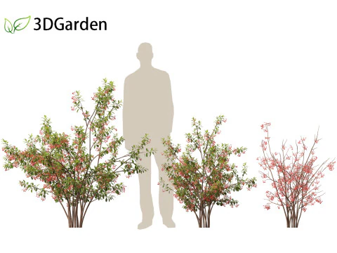 Aronia arbutifolia - Red Chokeberry 3D Model