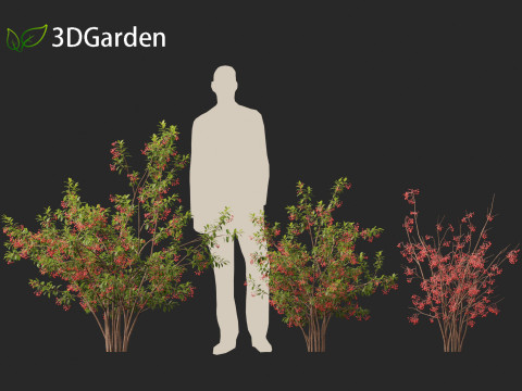 Aronia arbutifolia - Red Chokeberry 3D Модель