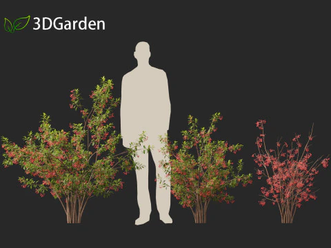 Aronia arbutifolia - Red Chokeberry 3D Model