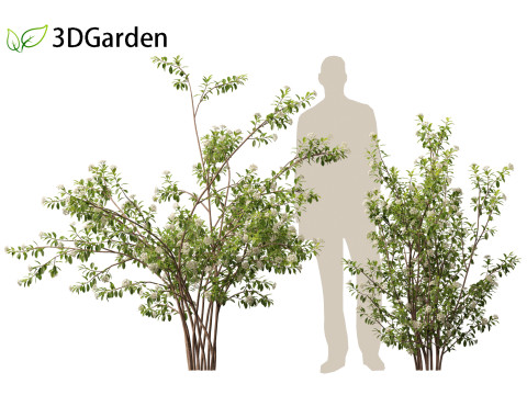 Aronia arbutifolia - Red Chokeberry 3D Модель