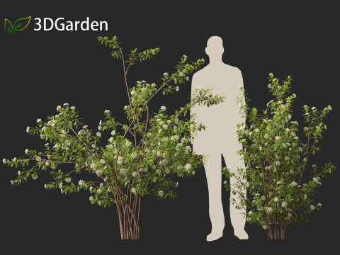 Aronia arbutifolia - Red Chokeberry 3D Модель