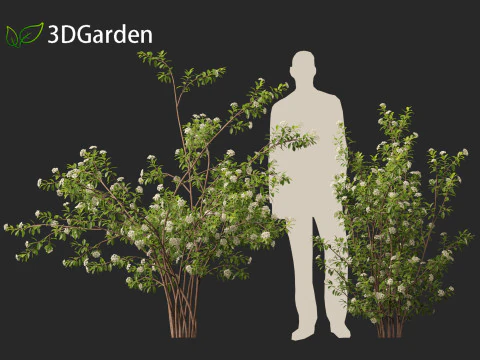 Aronia arbutifolia - Red Chokeberry 3D Model