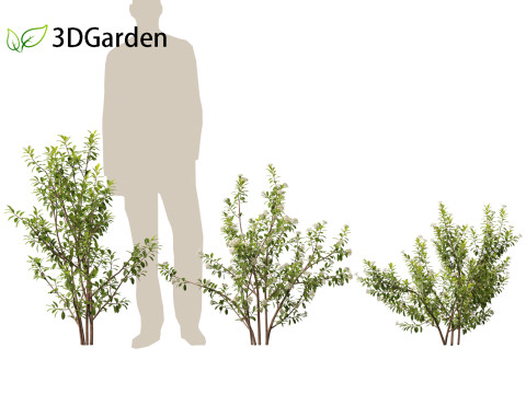 Aronia arbutifolia - Red Chokeberry 3D Модель