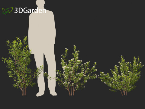 Aronia arbutifolia - Red Chokeberry 3D Модель