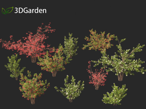 Aronia arbutifolia - Red Chokeberry 3D Модель