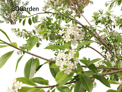 Aronia arbutifolia - Red Chokeberry 3D Модель