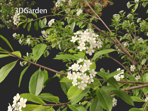 Aronia arbutifolia - Red Chokeberry 3D Model