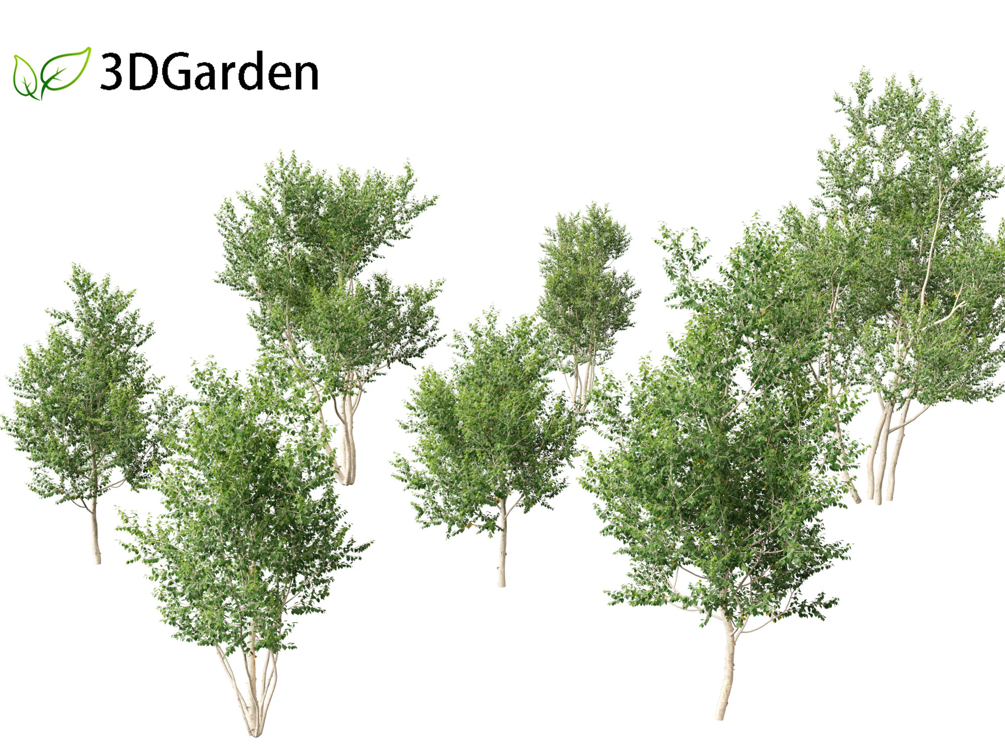 Betula utilis Jacquemontii - Himalayan birch 3D Model .c4d .max .obj .3ds .fbx .stl .blend