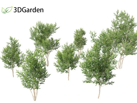 Betula utilis Jacquemontii - Betulla dell'Himalaya Modello 3D