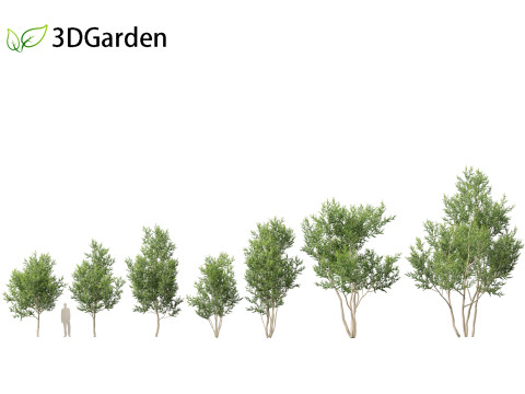 Betula utilis Jacquemontii - Himalayan birch 3D-Modell