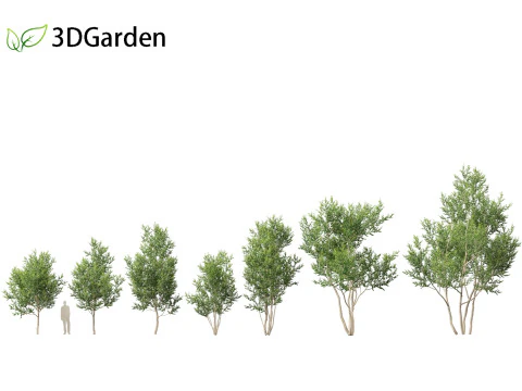 Betula utilis Jacquemontii - Himalayan birch 3D Model
